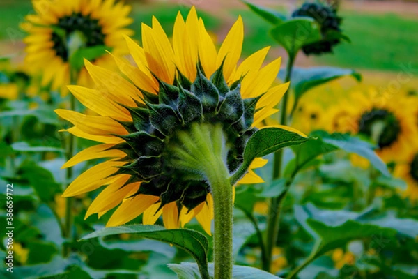 Obraz Sunflower Fields in the Mountains