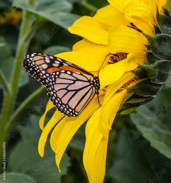 Obraz Butterfly on a sunflower