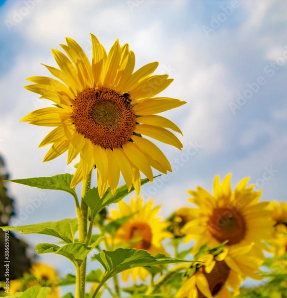 Obraz Sunflower Fields in the Mountains