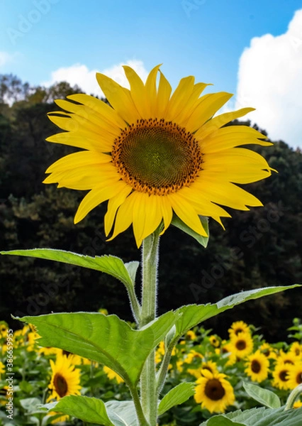 Obraz Sunflower Fields in the Mountains