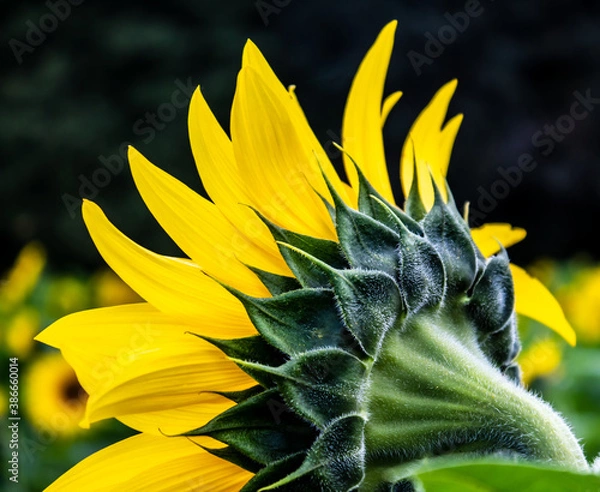 Obraz Sunflower Fields in the Mountains
