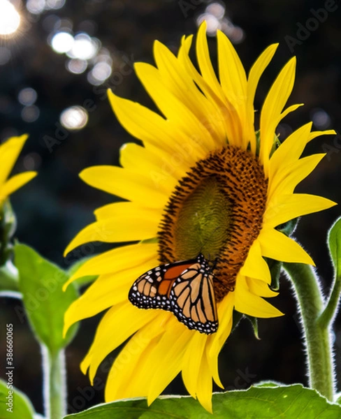 Obraz Sunflower Fields in the Mountains