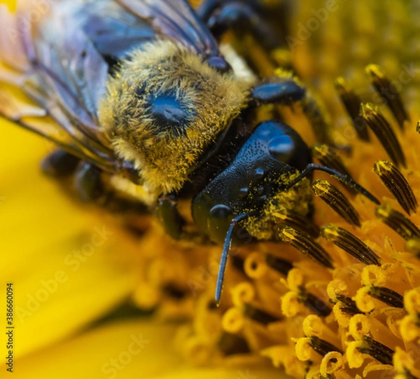 Obraz Busy Bees on a Sunflower