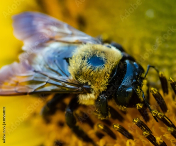Obraz Busy Bees on a Sunflower