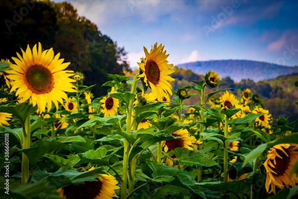 Obraz Sunflower Fields in the Mountains