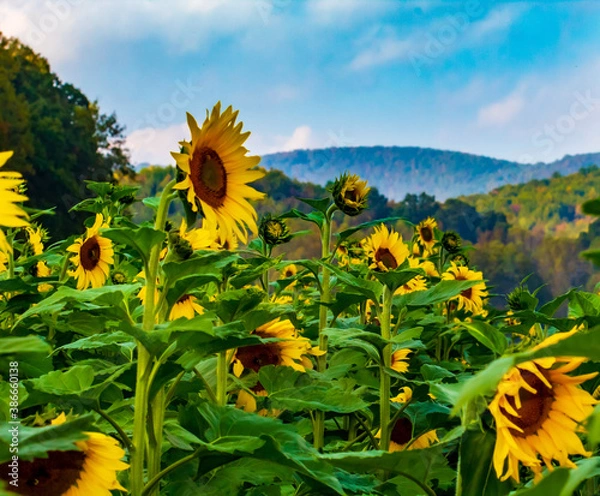 Obraz Sunflower Fields in the Mountains
