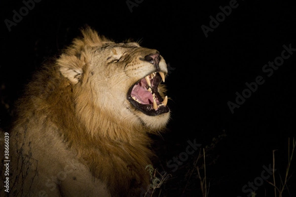Obraz Lion at night