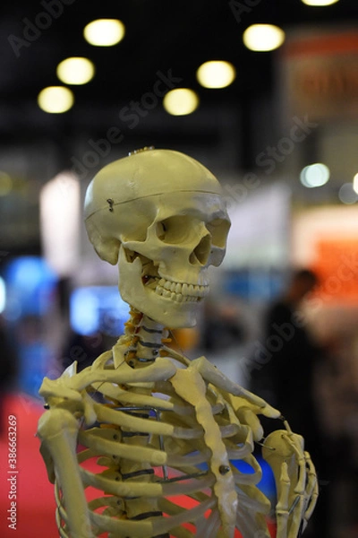 Obraz the head of the skeleton stands against the background of the office space