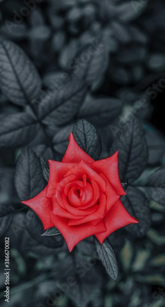 Obraz red rose on black background