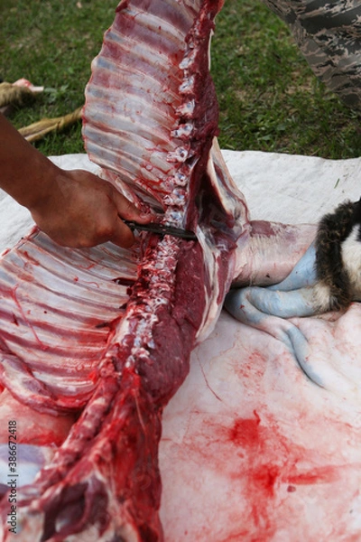 Obraz a butcher cuts an animal carcass into meat for eating with a knife