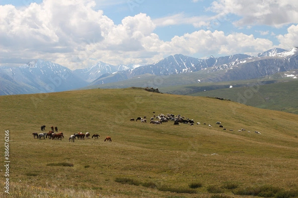 Obraz horses graze in the meadow and eat grass against the backdrop of beautiful mountains and sky