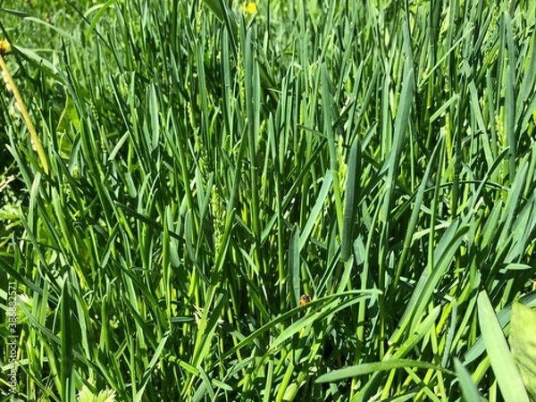Fototapeta background with green fresh grass. Spring