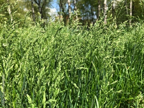 Fototapeta background with green fresh grass. Spring