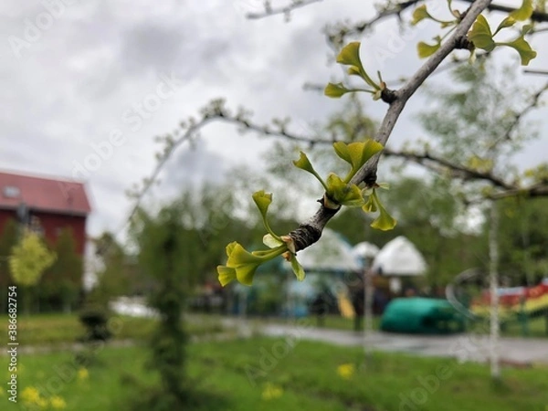 Fototapeta Early spring ginkgo biloba leaves, young green leaves began to grow on the branches. Ginkgo biloba, also known as ginkgo or as the maidenhair tree.