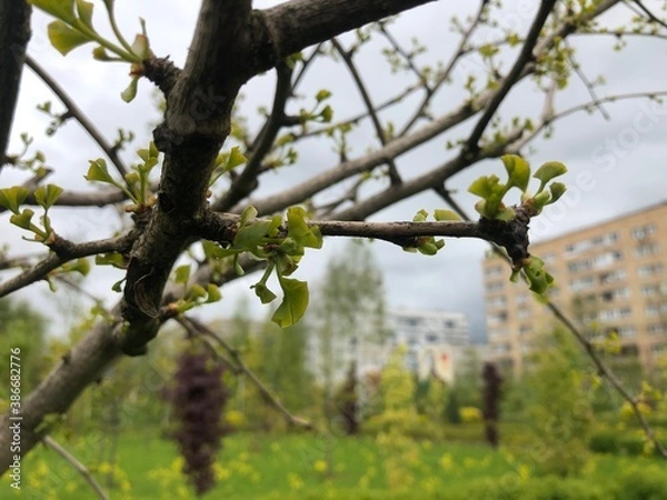 Fototapeta Early spring ginkgo biloba leaves, young green leaves began to grow on the branches. Ginkgo biloba, also known as ginkgo or as the maidenhair tree.