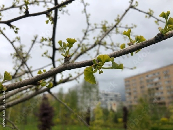 Fototapeta Early spring ginkgo biloba leaves, young green leaves began to grow on the branches. Ginkgo biloba, also known as ginkgo or as the maidenhair tree.