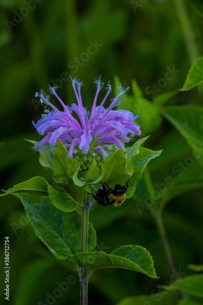 Obraz purple and white flower