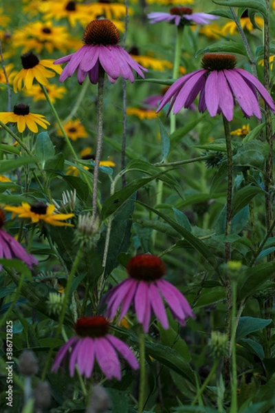 Obraz flowers in the park