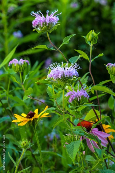 Obraz wildflower bouquet