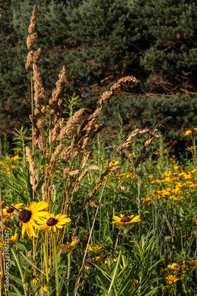 Obraz flowers in the grass