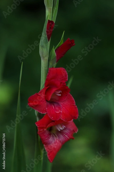 Obraz red flower in the garden