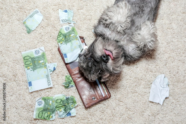 Fototapeta Naughty dog, bad schnauzer puppy in the middle of mess of torn money. Bad dog sitting on the torn pieces of euro notes.