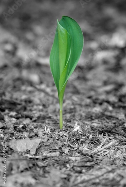 Obraz Grüne Schönheit