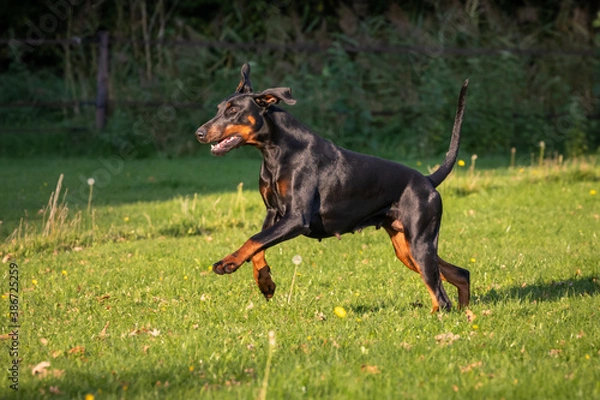 Fototapeta Doberman dog K9 in training