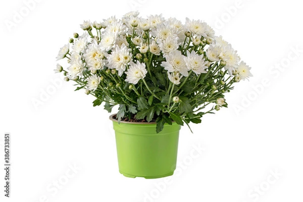 Fototapeta Chrysanthemum multiflora bush in the pot isolated on white.