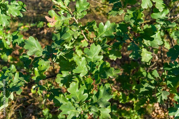 Obraz Green oak leaves grow on a tree close up