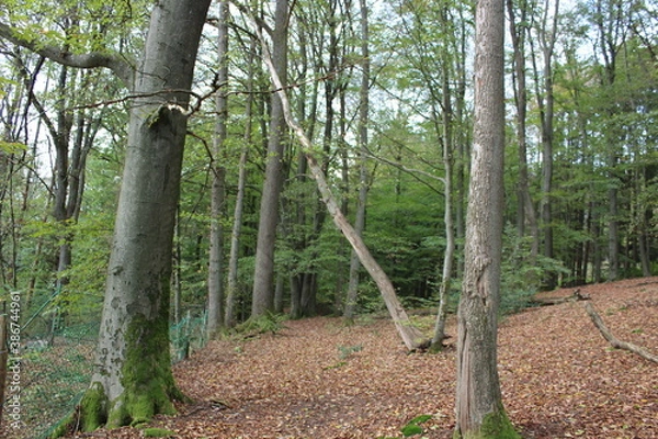 Obraz Der Wald stirbt