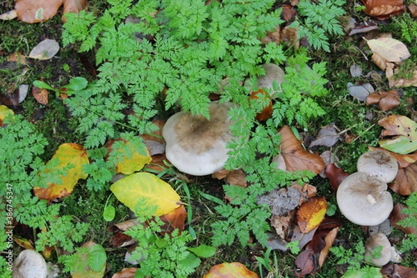 Obraz Herbstimpression