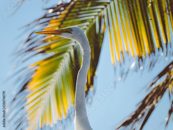 Obraz heron on a tree