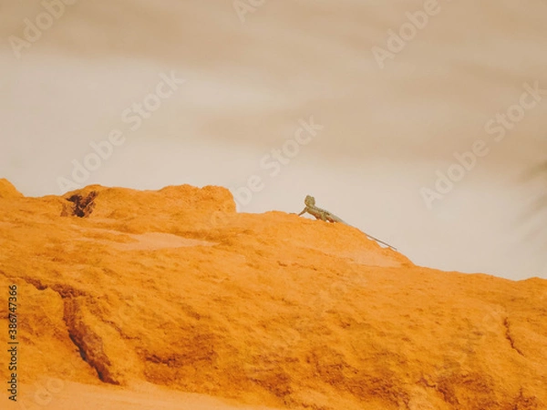 Obraz desert in the desert