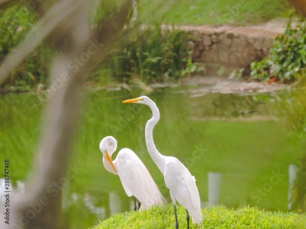 Obraz great white heron