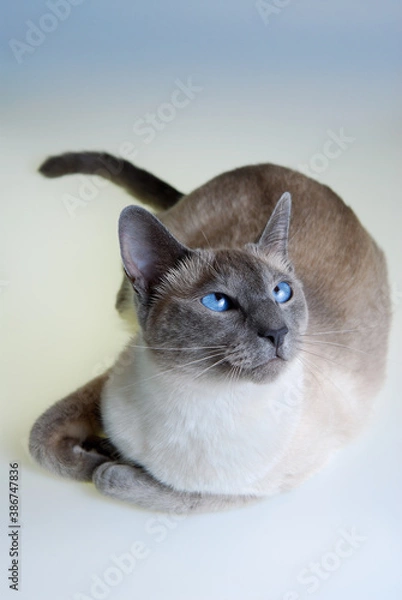 Obraz Blue Point Siamese cat looking up on a blue-white background