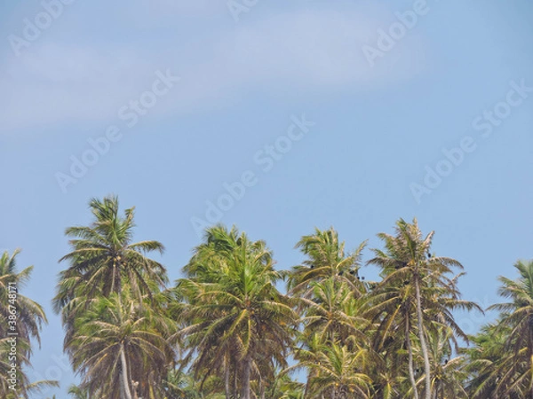 Obraz palm trees against blue sky