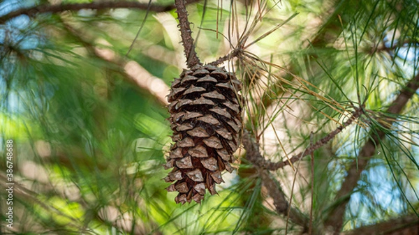 Obraz pine cones on the tree