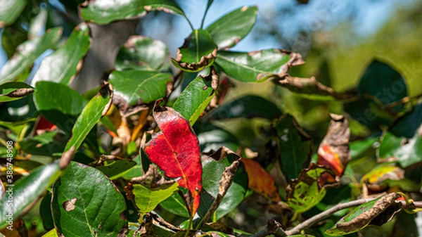 Obraz red and yellow leaves