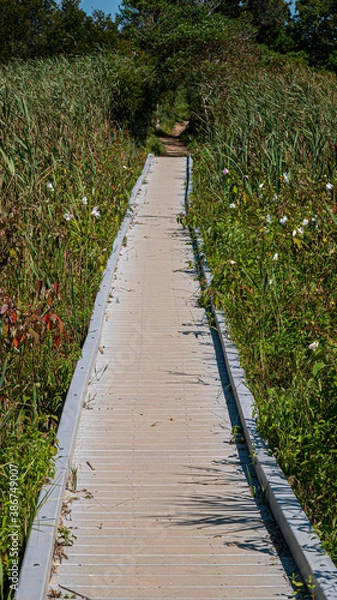 Obraz path in the park