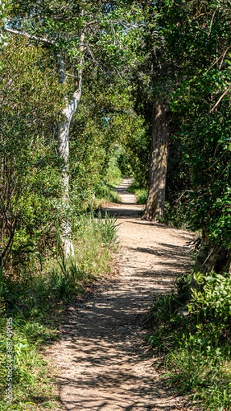 Obraz path in the woods