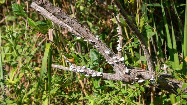 Obraz lizard on the ground