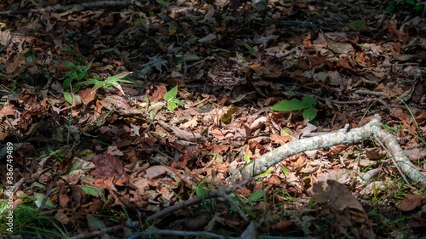 Obraz LOG IN THE WOODS