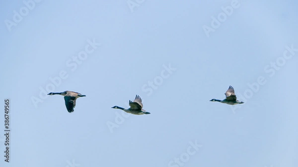 Obraz BIRDS in the sky