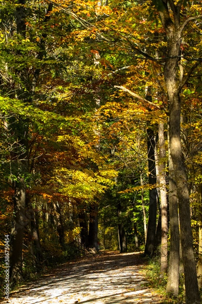 Obraz path in autumn forest