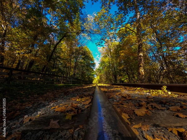 Obraz autumn in the forest