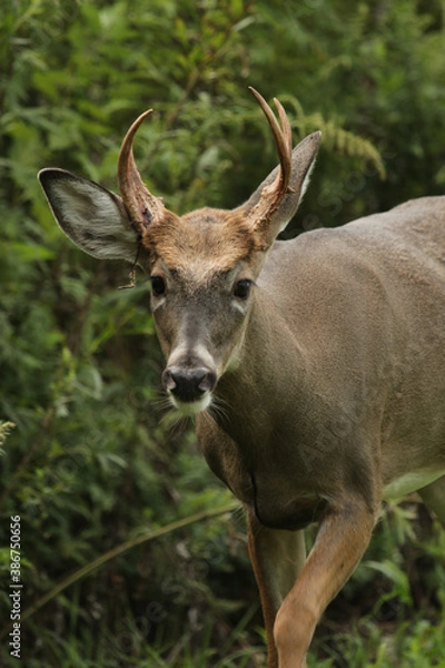 Obraz deer in the woods