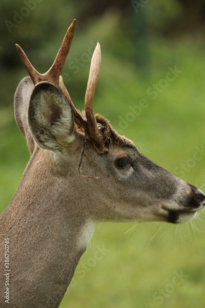 Obraz deer in the woods