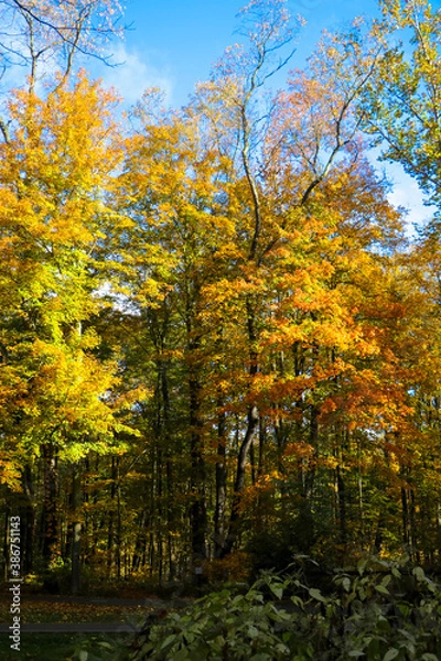Obraz autumn in the forest