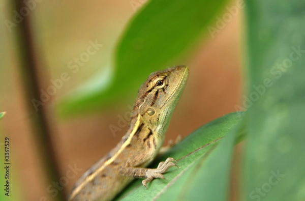 Fototapeta small brown lizard in the parks